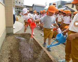 ひまわりのたねをまきました