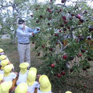 年長組　りんご狩りに行きました🍎