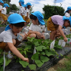 年中組　畑の活動　「さつまいもを育てる」