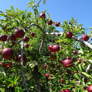 年長　りんご狩りをしたよ🍎