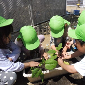 野菜の苗を植えました。