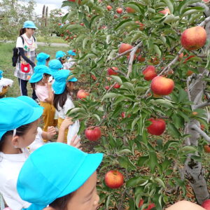 年長組　リンゴ狩りをしたよ🍎