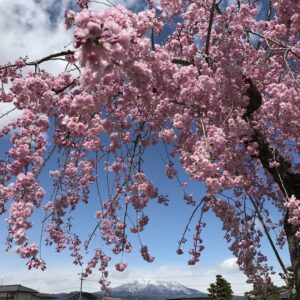 春ですね🌸