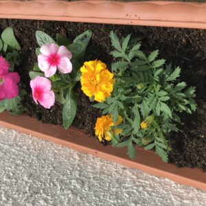 幼稚園の庭はたくさんの花でいっぱい！！🌺