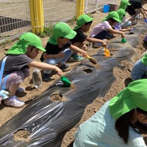 野菜の苗を植えました。