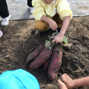 芋ほりをしたよ！！